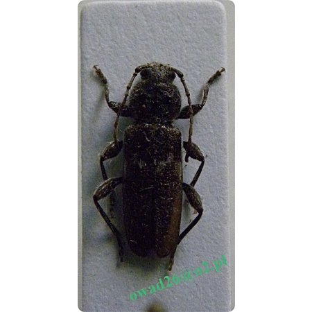 Hylotrupes bajulus (Linnaeus, 1758) male Spuszczel domowy